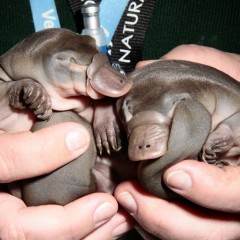 Tiny Platypuses  